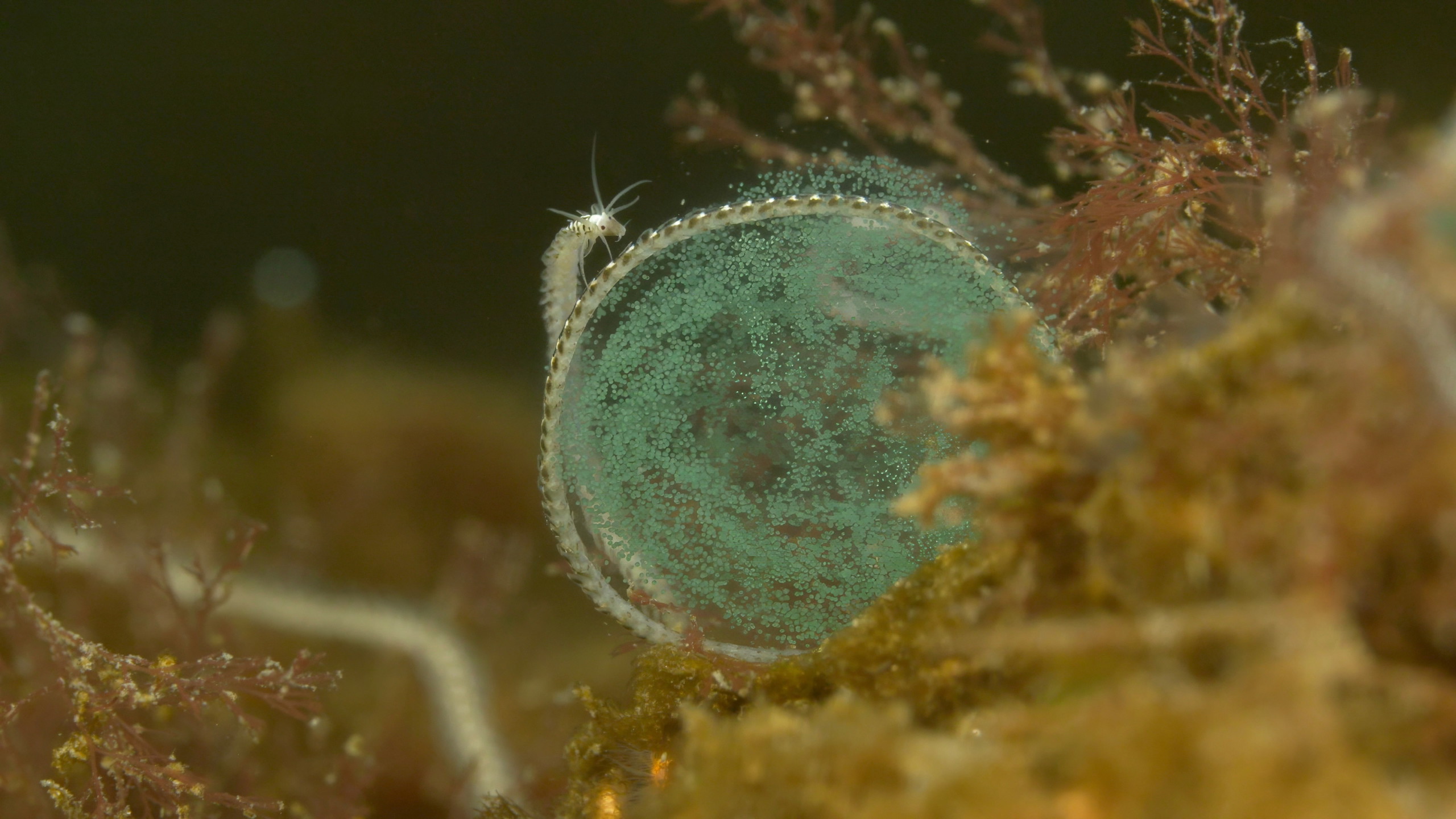 A wondrous creature on the seabed, taken from the documentary De Wilde Noordzee (North Sea: Nature Untamed)